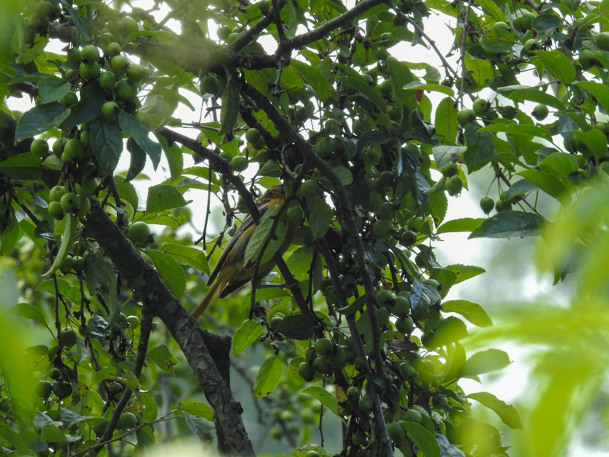 Baltimore Oriole - ML638404161