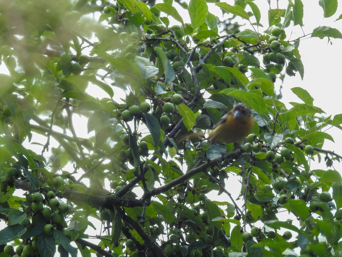 Baltimore Oriole - ML638404162