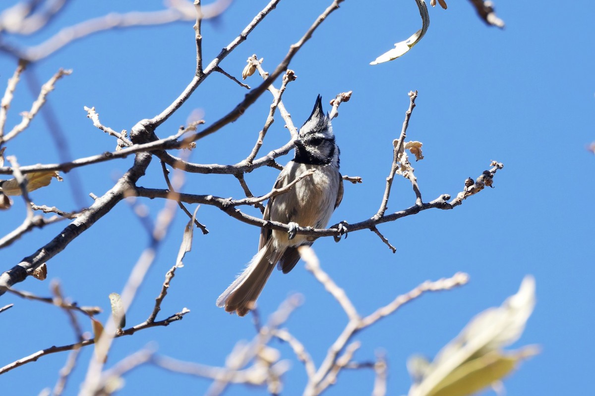 Bridled Titmouse - ML638404177