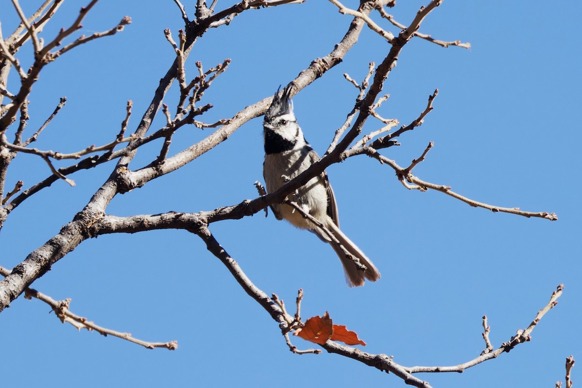 Bridled Titmouse - ML638404179