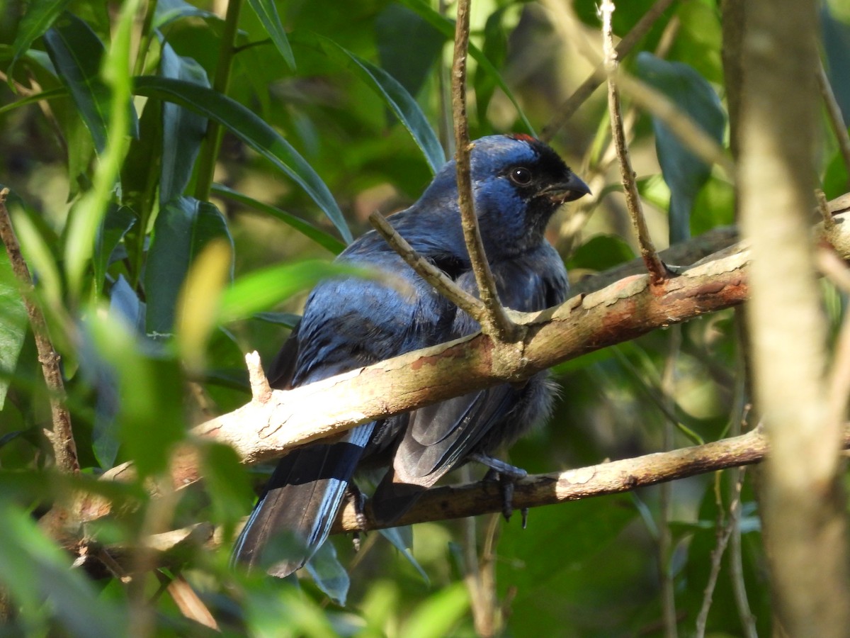 Diademed Tanager - ML638404187