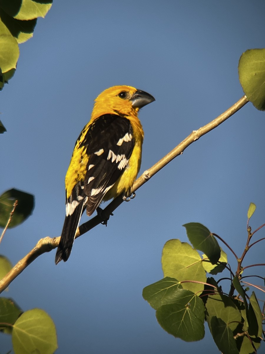 Yellow Grosbeak - ML638404201