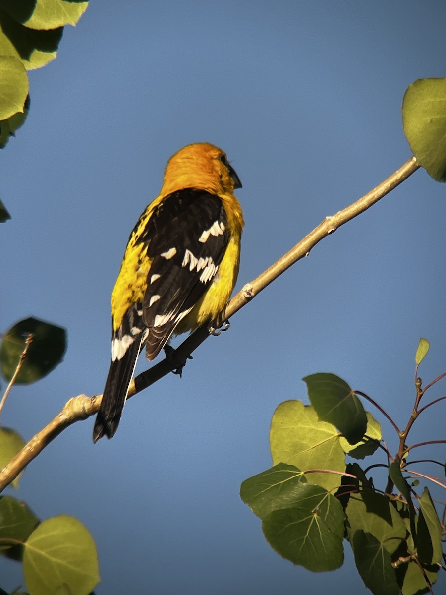 Yellow Grosbeak - ML638404202