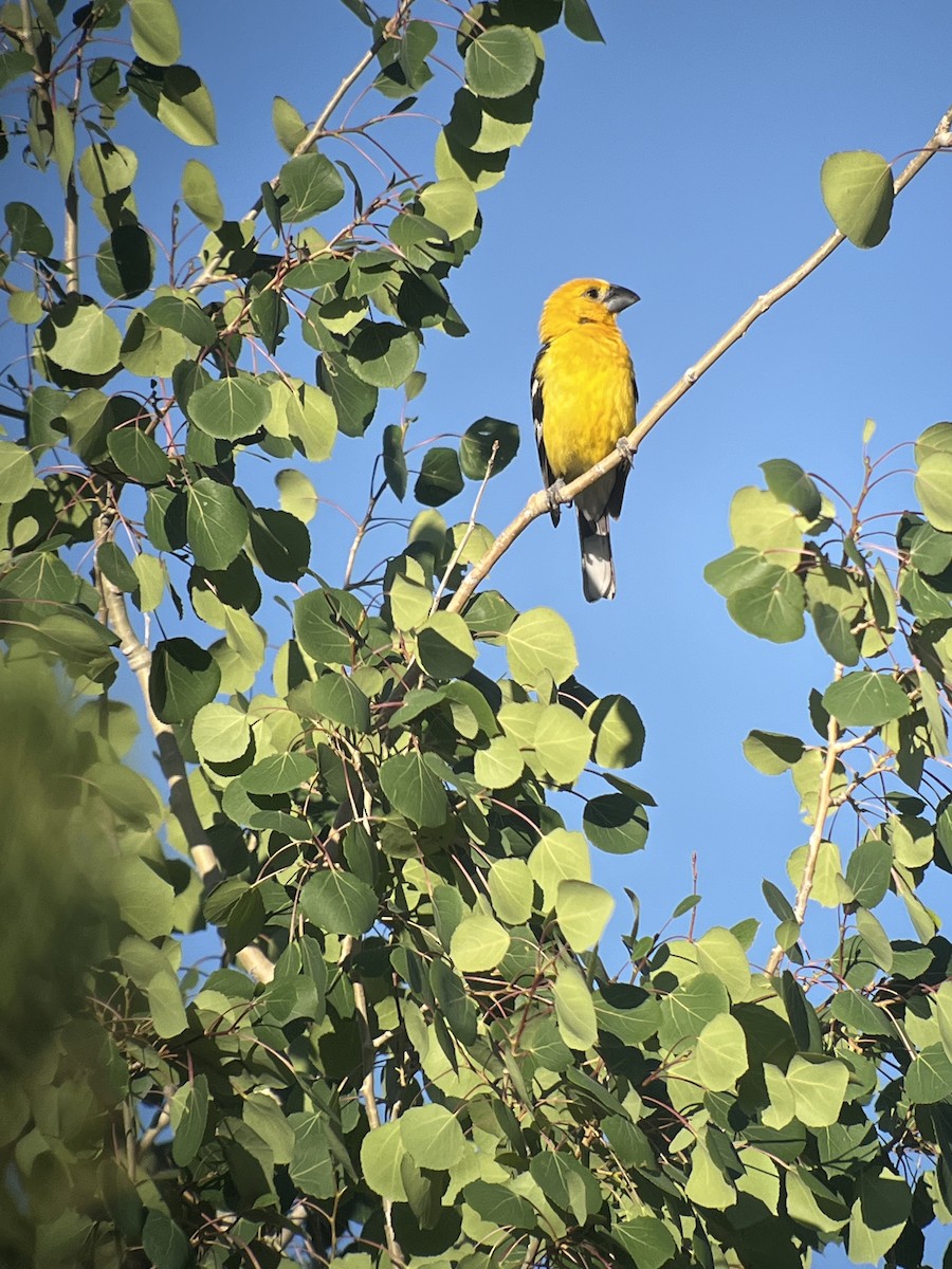 Yellow Grosbeak - ML638404203