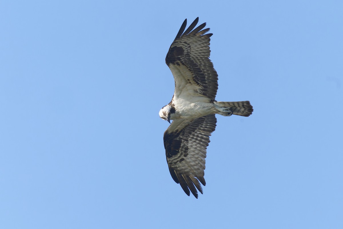 Osprey - ML638404280