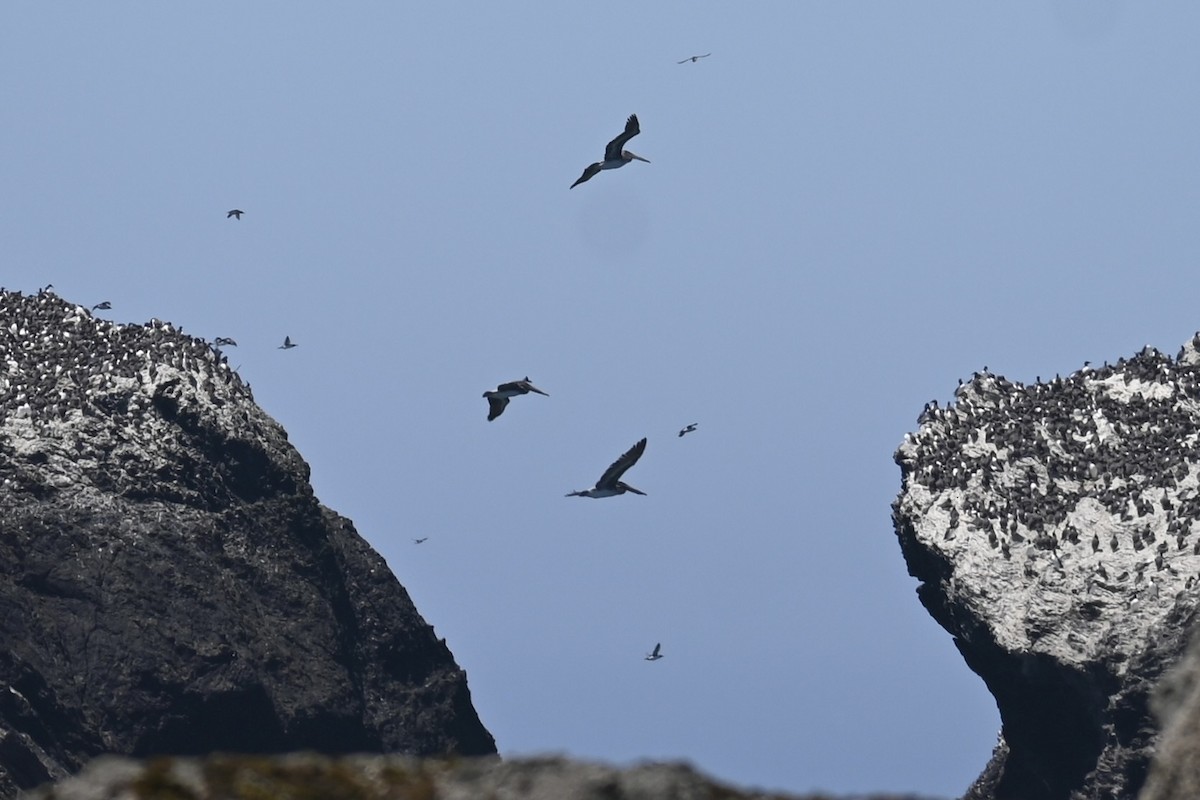 Brown Pelican - ML638404297