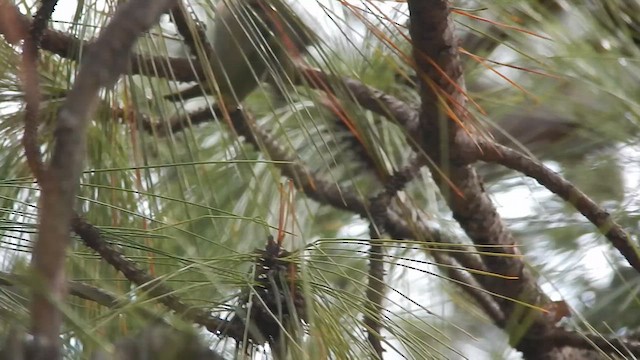 Chestnut-vented Conebill - ML638404312