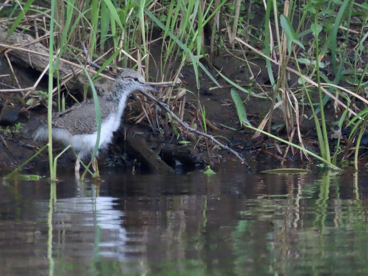 Drosseluferläufer - ML638404322