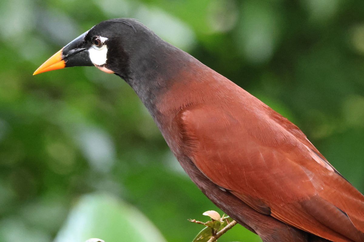 Montezuma Oropendola - ML638404351