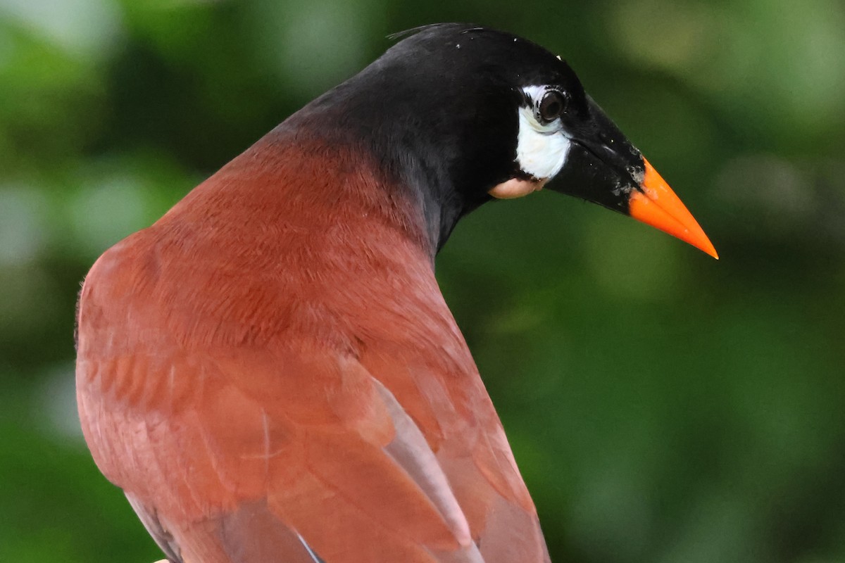 Montezuma Oropendola - ML638404353