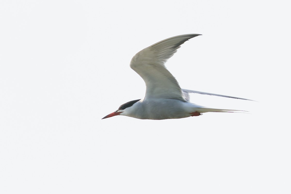 Common Tern - ML638404356