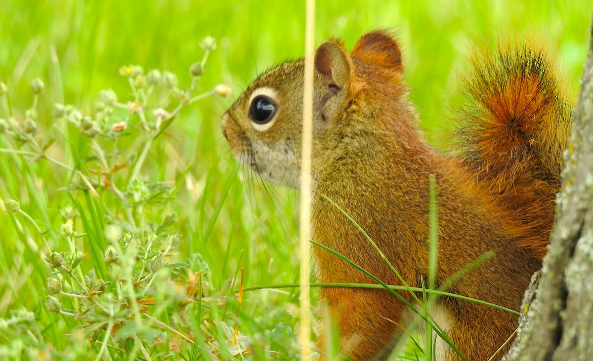 動物界 - ML638404389