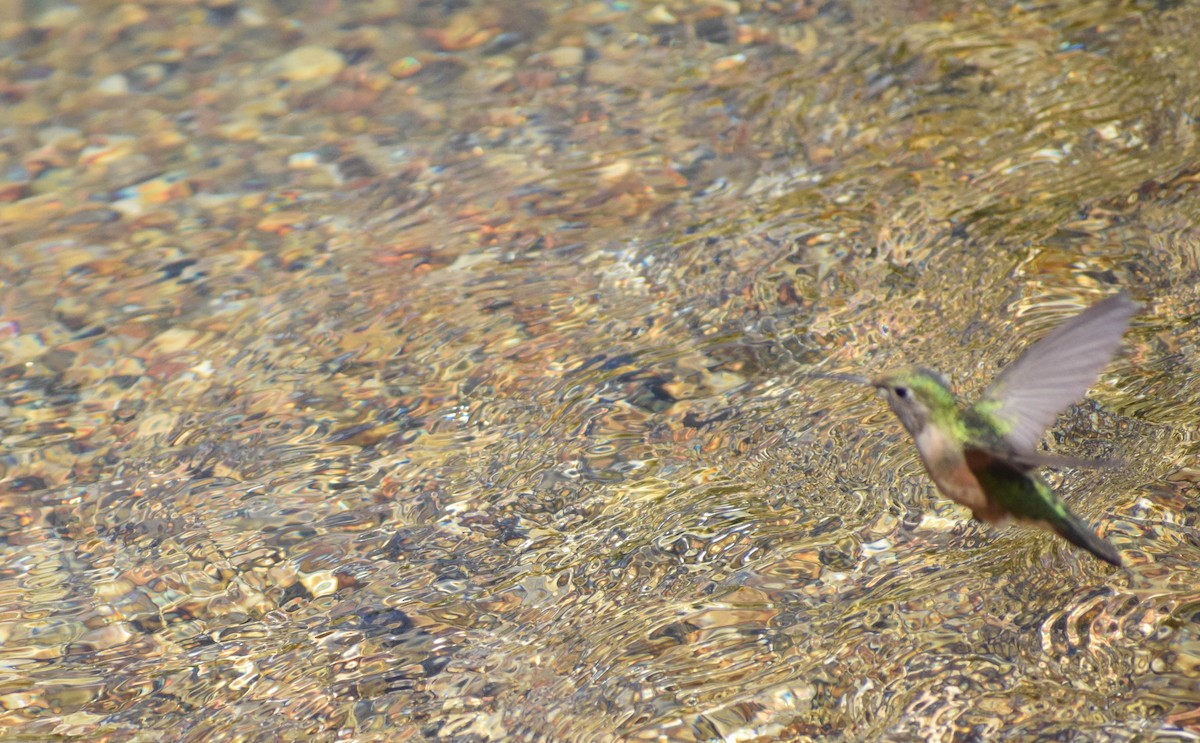 Broad-tailed Hummingbird - ML638404392