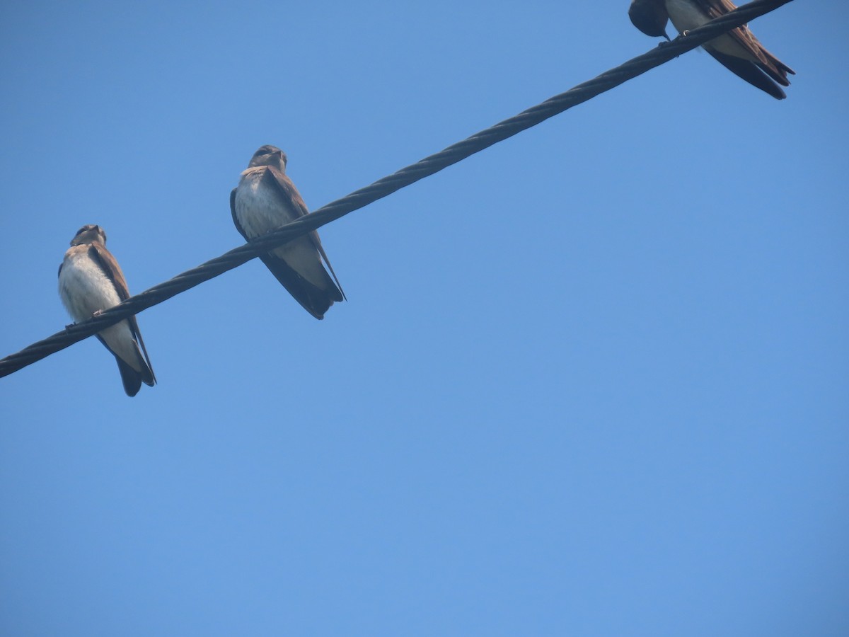 Northern Rough-winged Swallow - ML638404436