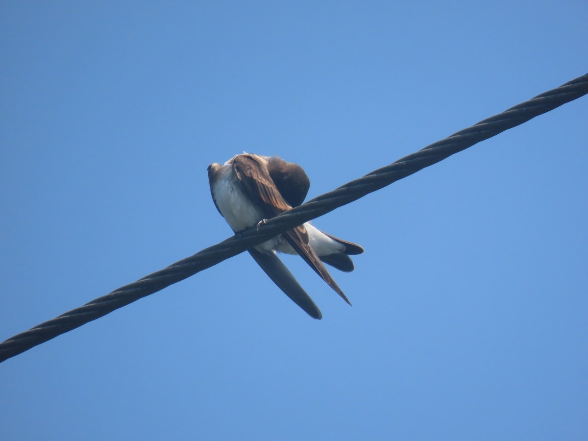Northern Rough-winged Swallow - ML638404446