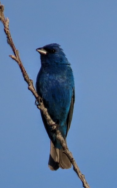 Indigo Bunting - ML638404455