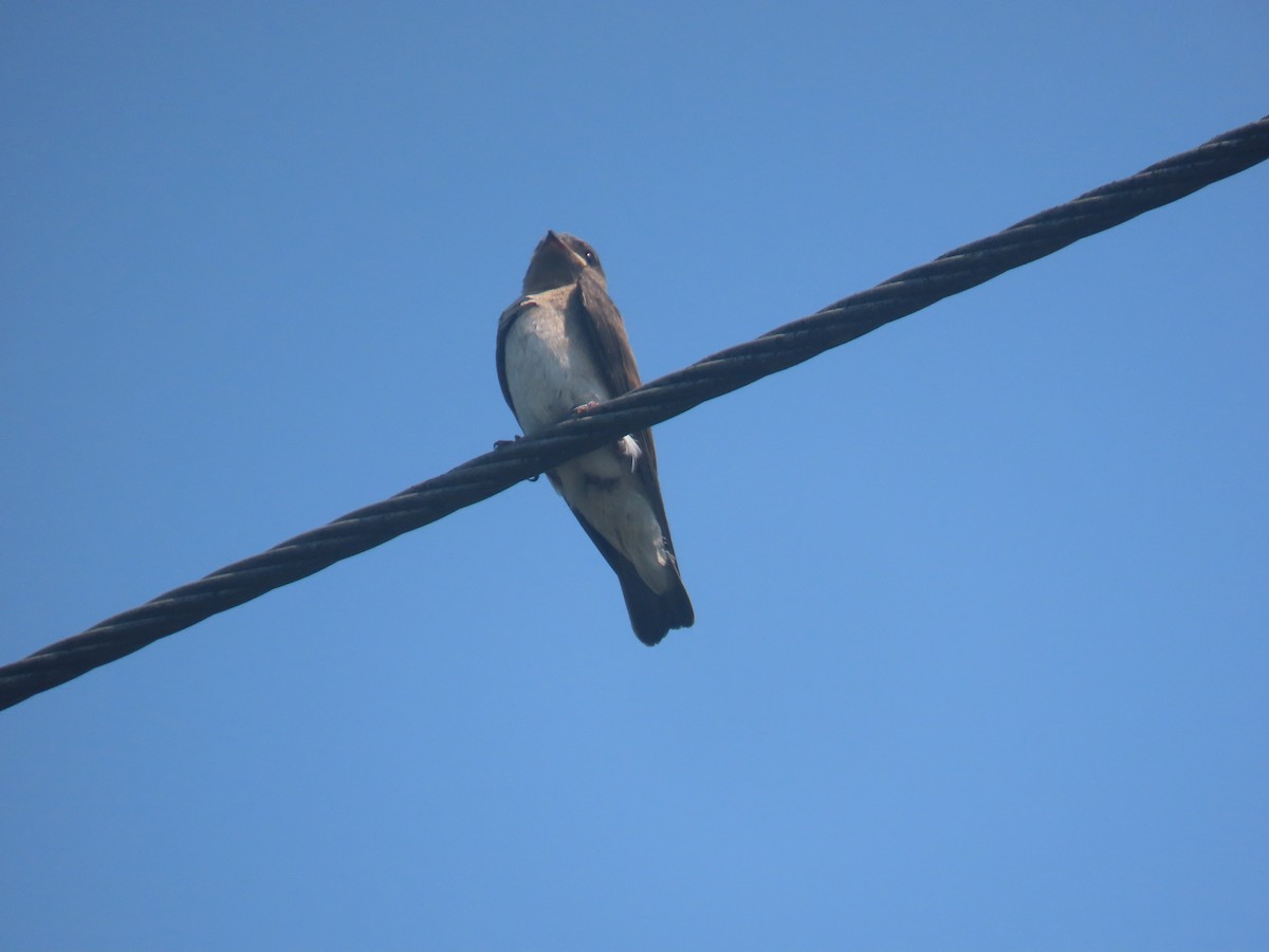 Northern Rough-winged Swallow - ML638404463