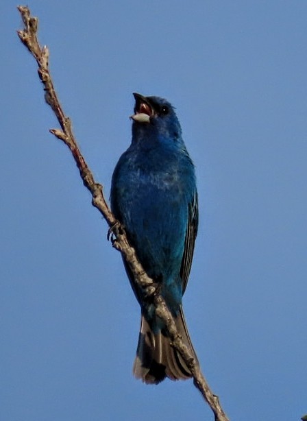 Indigo Bunting - ML638404467