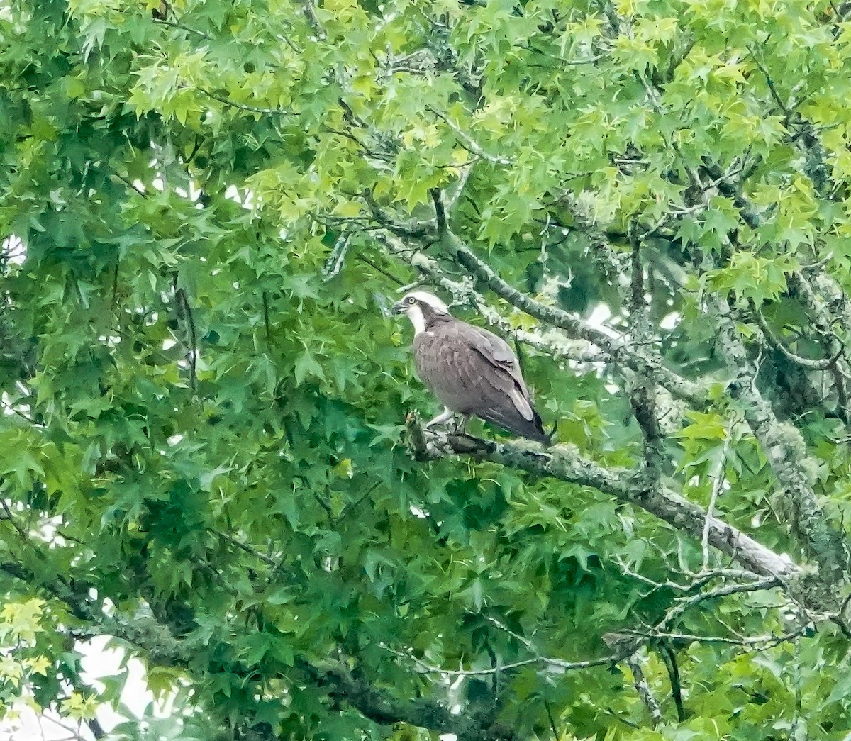 Osprey - ML638404470