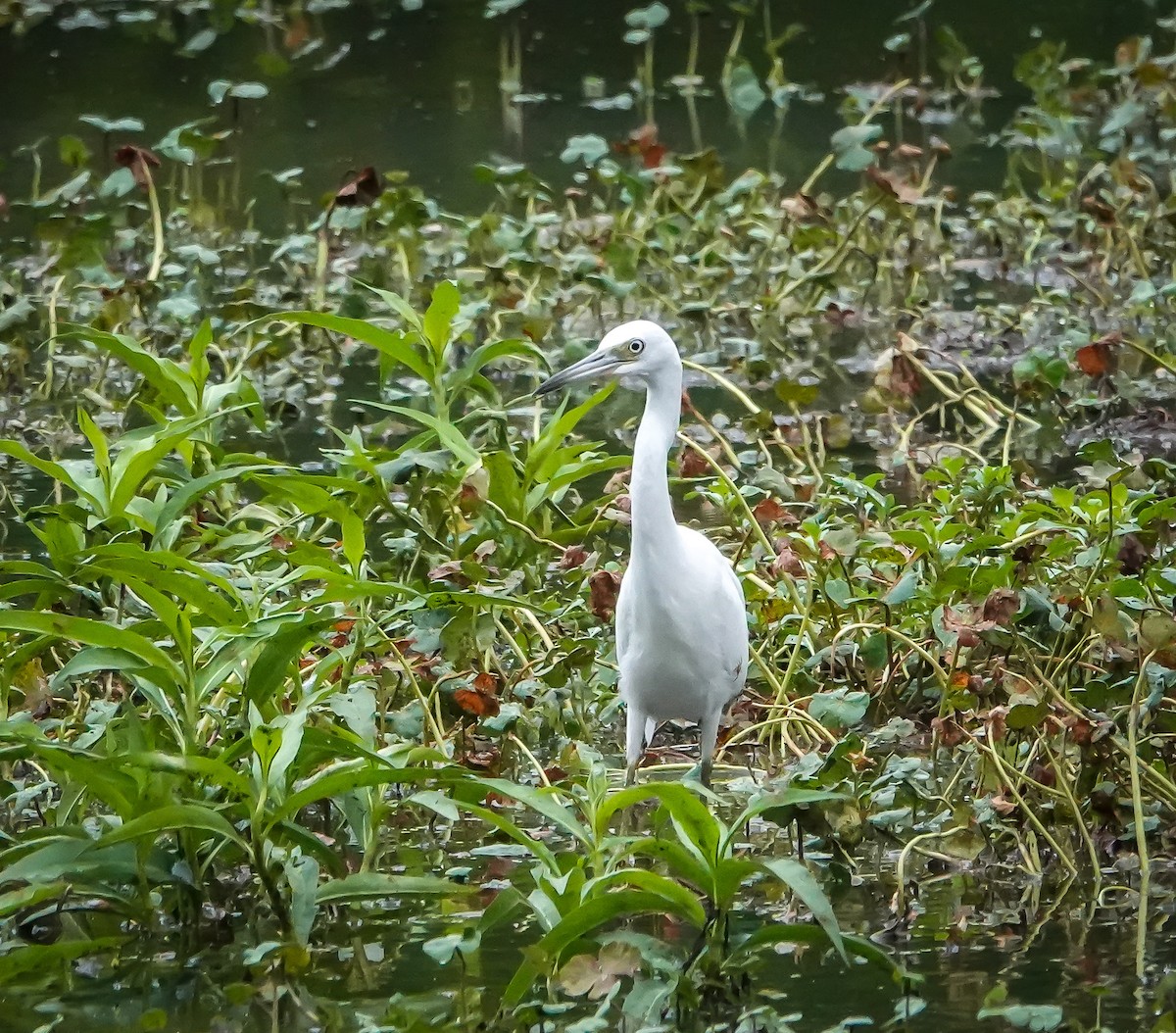 Little Blue Heron - ML638404473