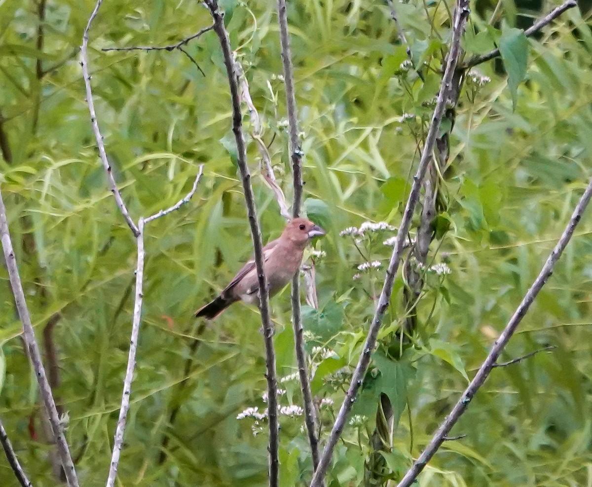 Blue Grosbeak - ML638404487