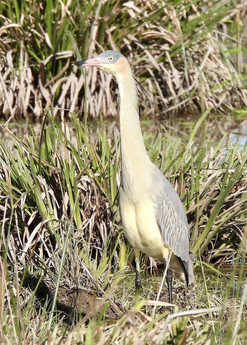 Whistling Heron - ML638404490