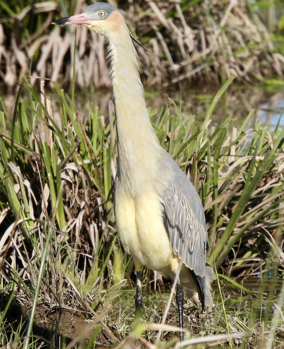 Whistling Heron - ML638404491