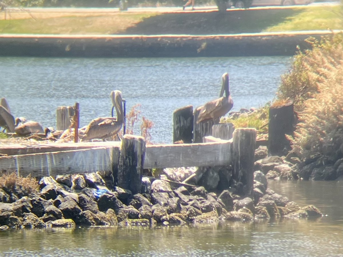 Brown Pelican - ML638404515