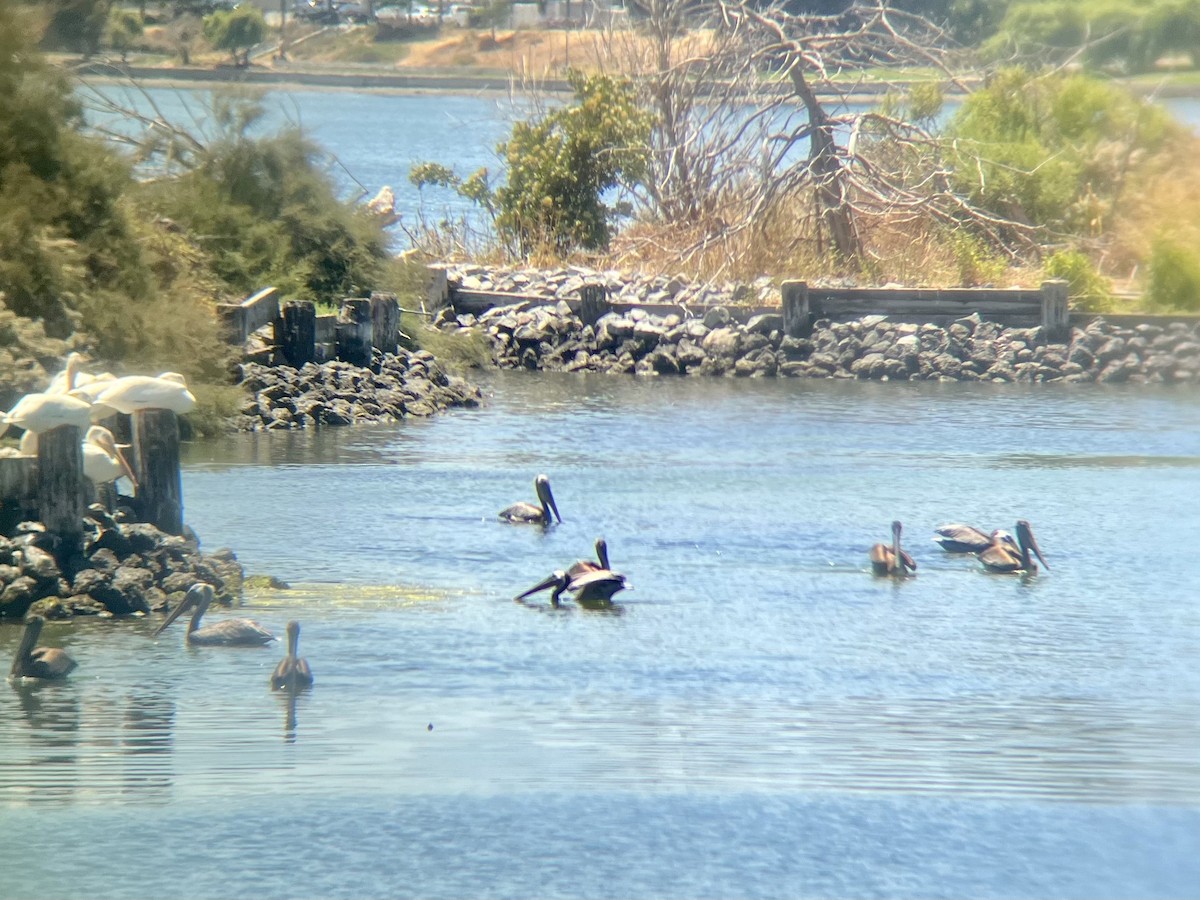 Brown Pelican - ML638404516