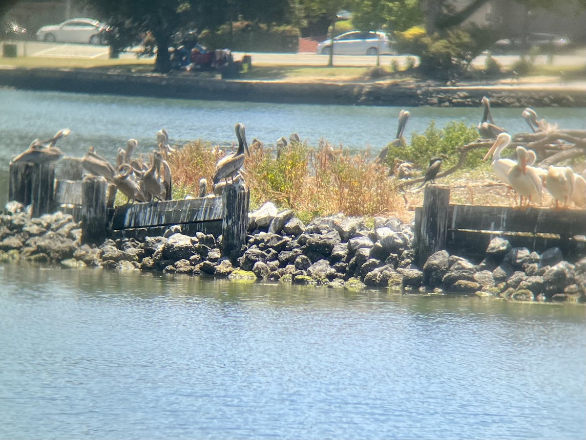 Brown Pelican - ML638404517