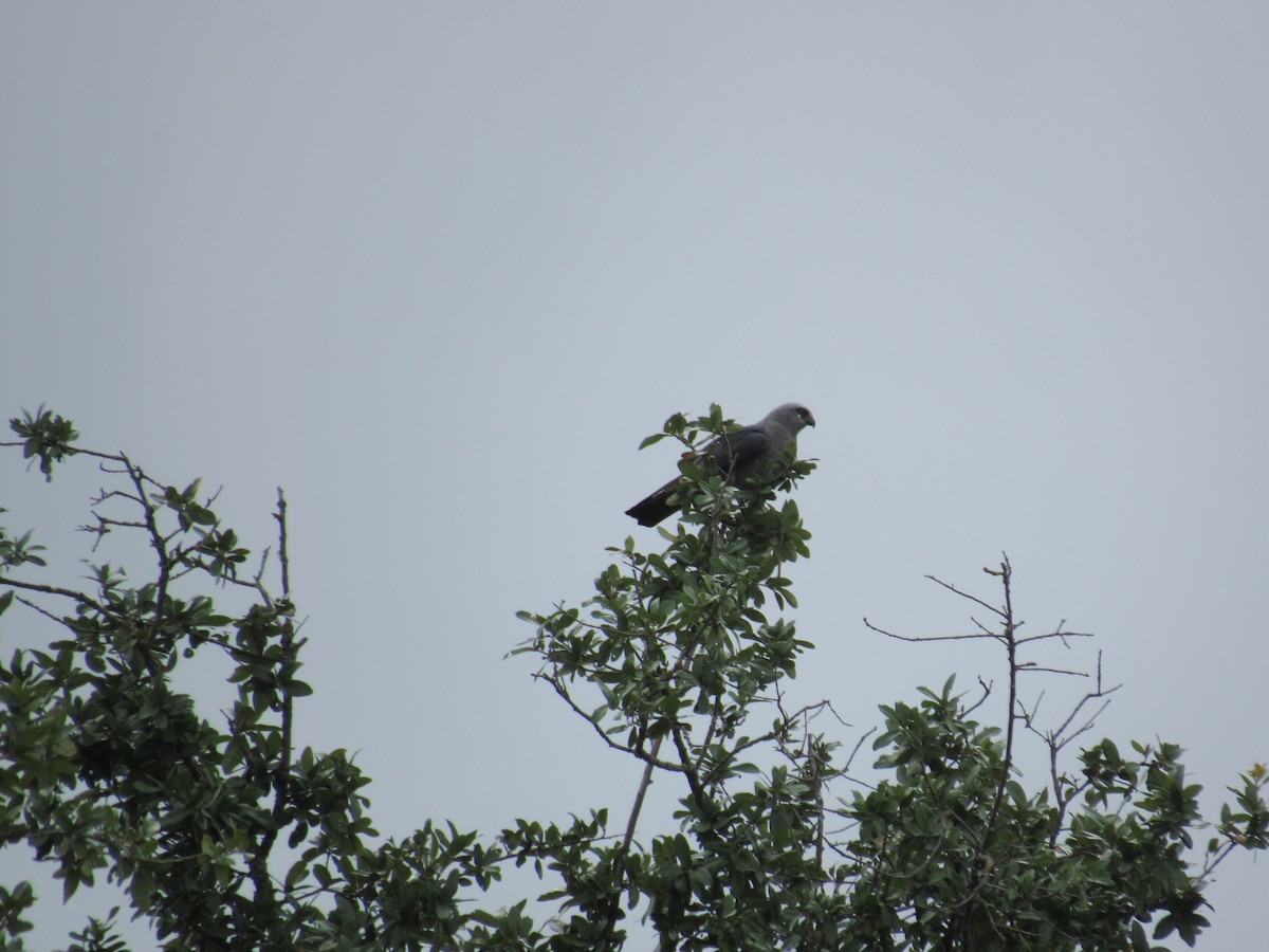 Mississippi Kite - ML638404525