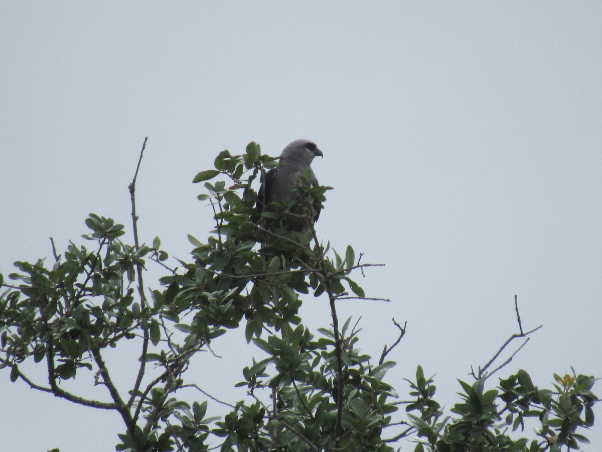 Mississippi Kite - ML638404527