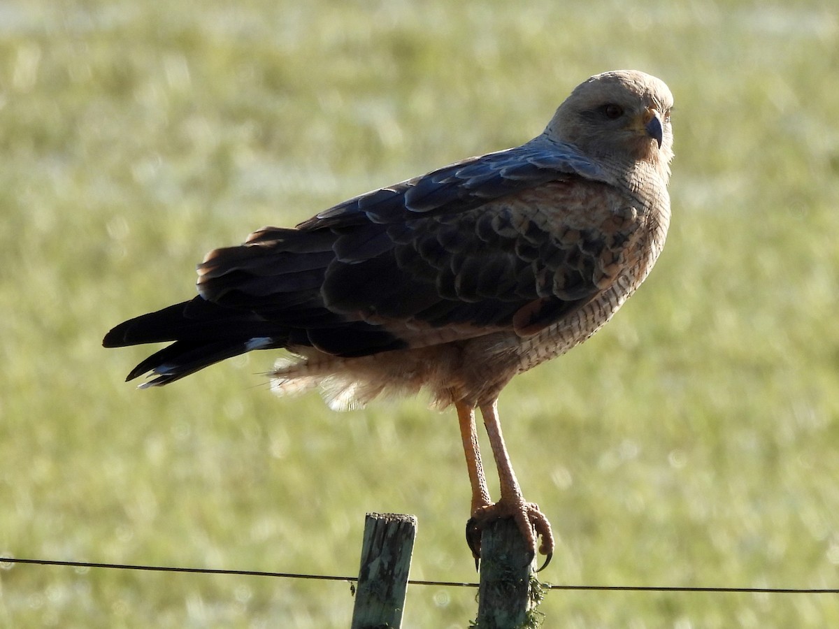 Savanna Hawk - ML638404538