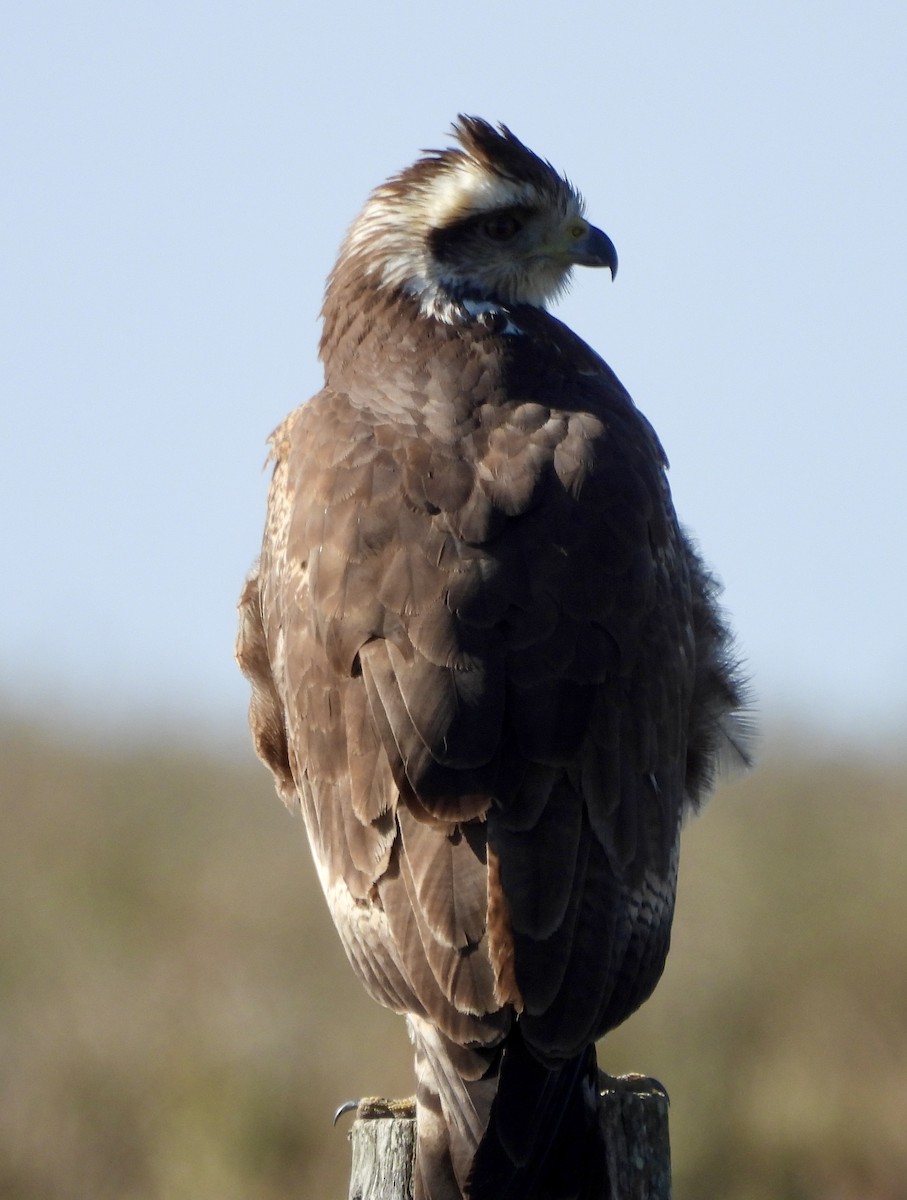 Savanna Hawk - ML638404539