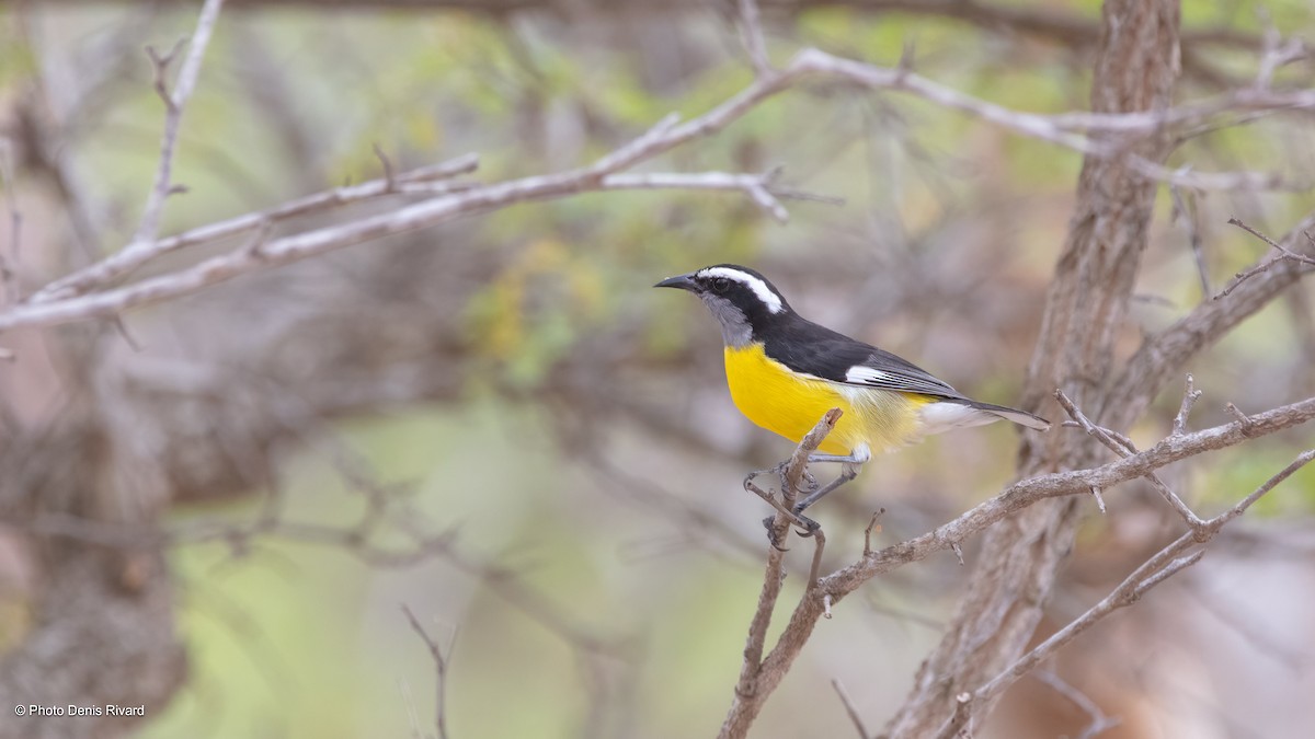 Bananaquit - ML638404545