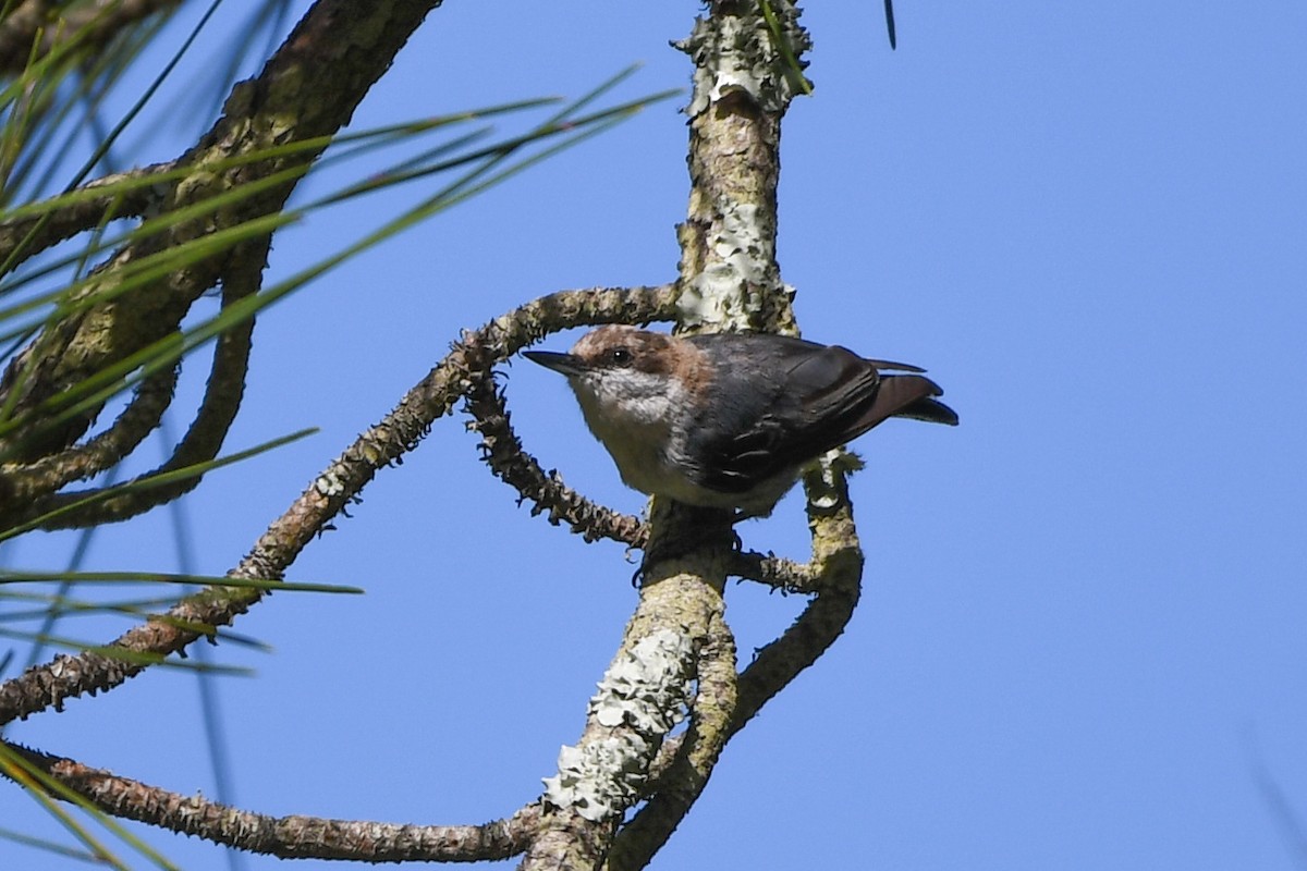 Brown-headed Nuthatch - ML638404556