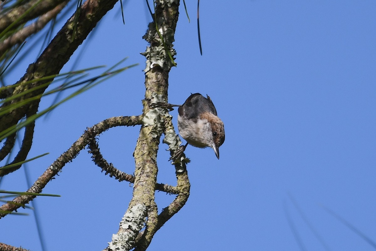 Brown-headed Nuthatch - ML638404557