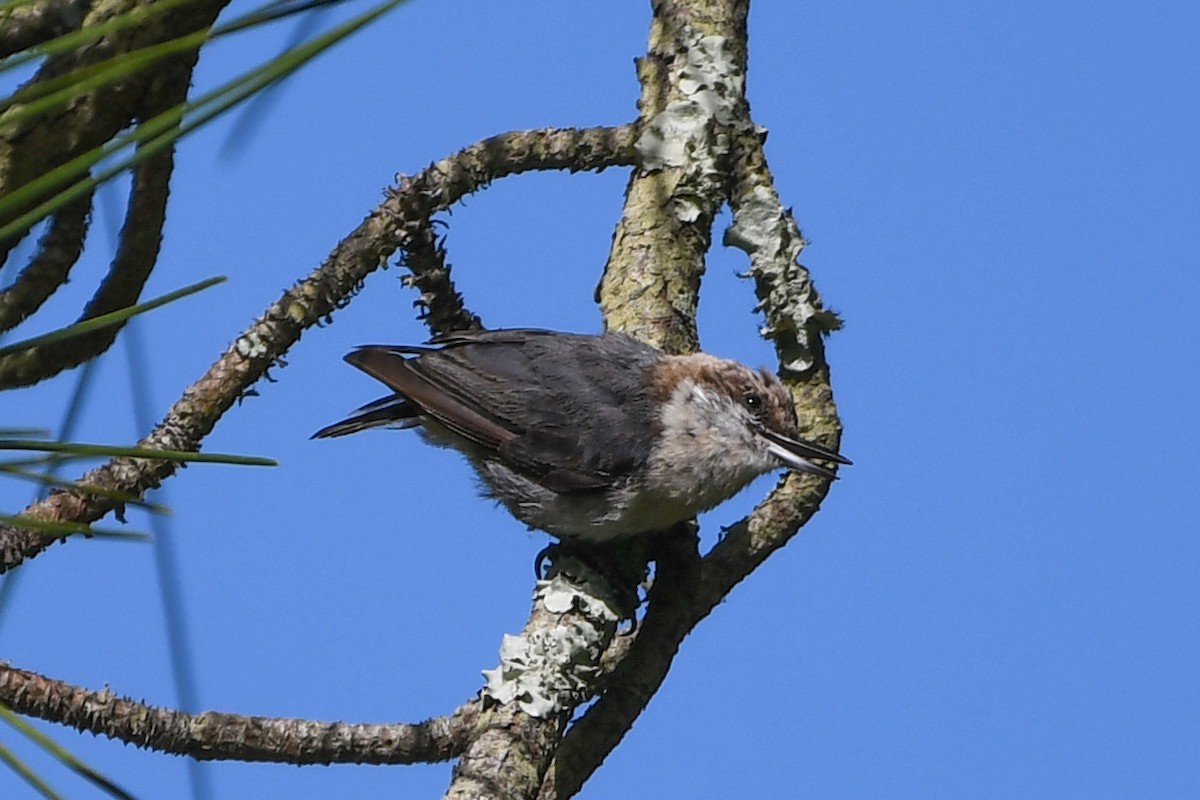 Brown-headed Nuthatch - ML638404558