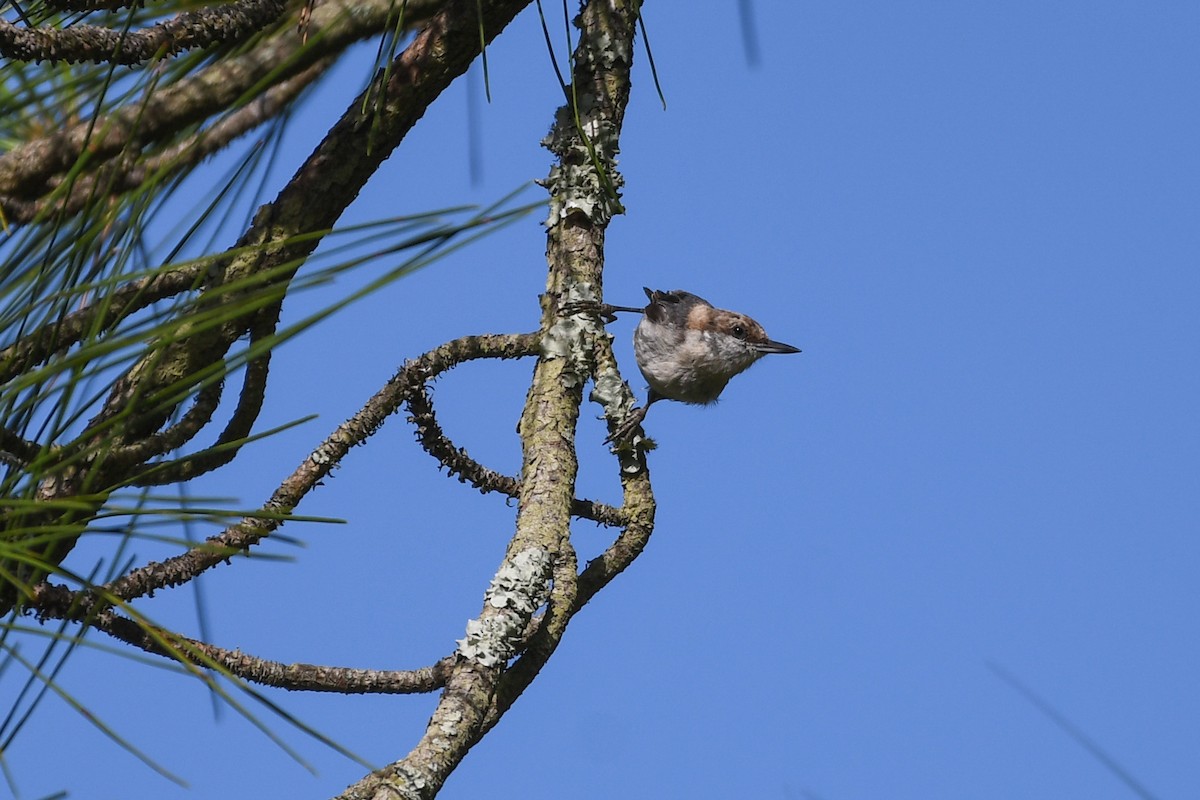 Brown-headed Nuthatch - ML638404559