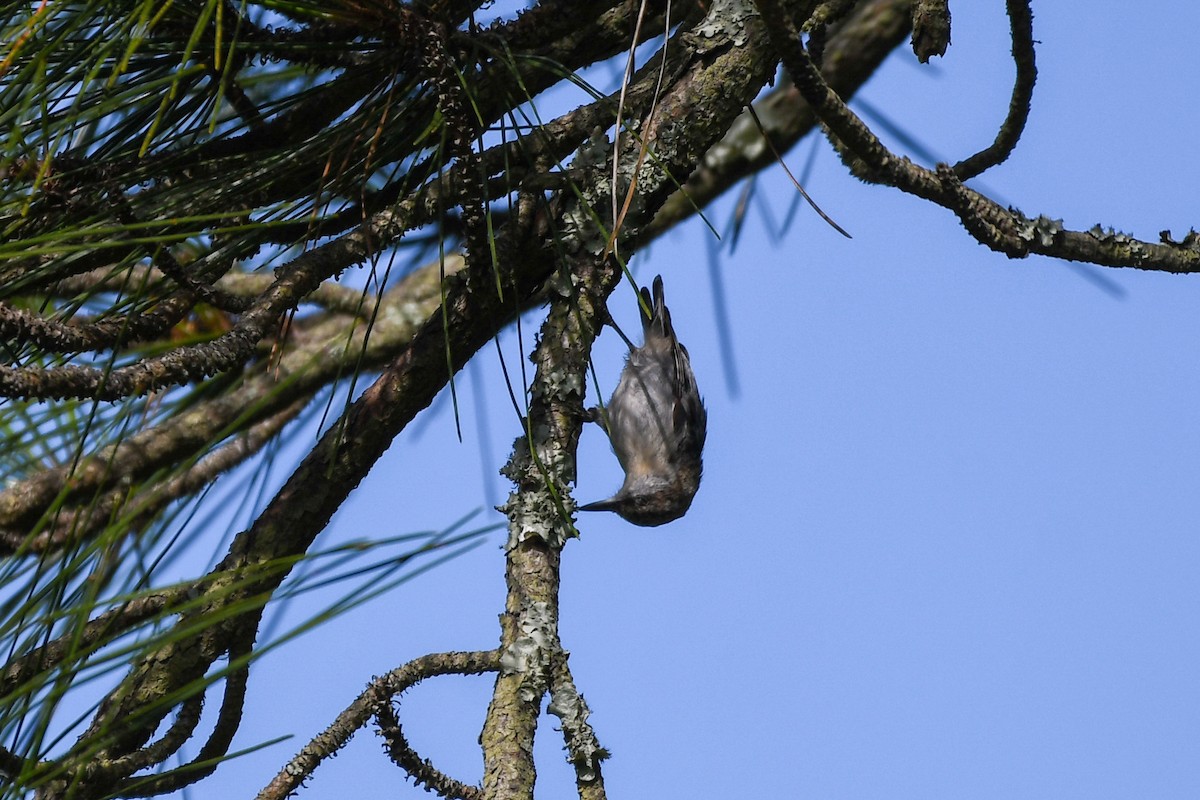 Brown-headed Nuthatch - ML638404560