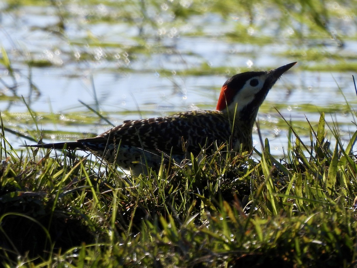 Green-barred Woodpecker - ML638404565