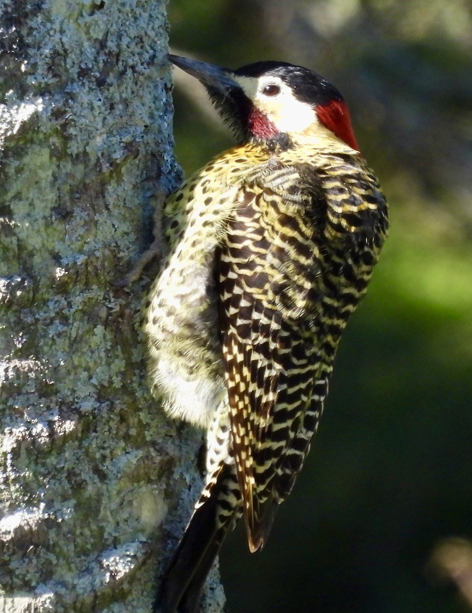 Green-barred Woodpecker - ML638404566