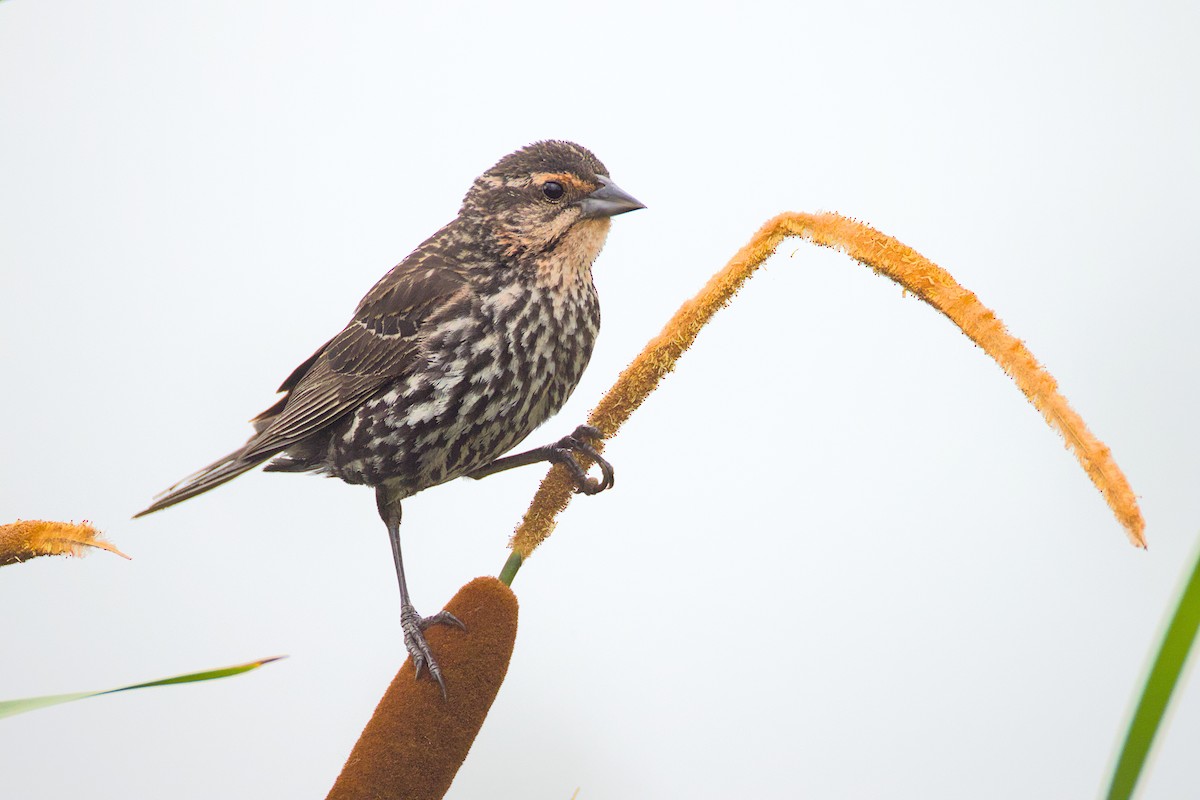 Red-winged Blackbird - ML638404568