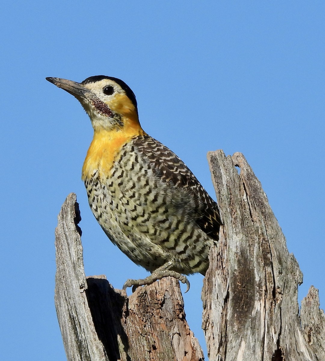 Campo Flicker - ML638404574