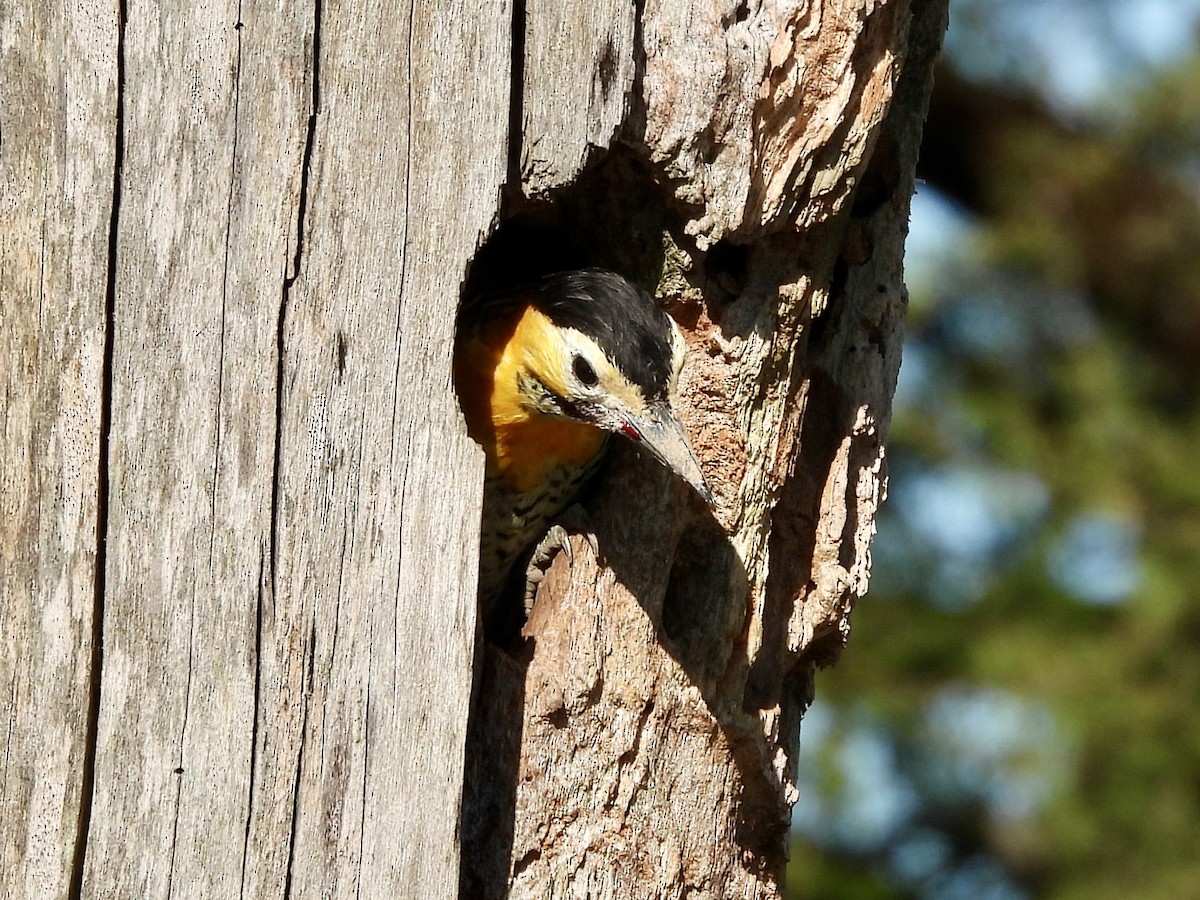Campo Flicker - ML638404575