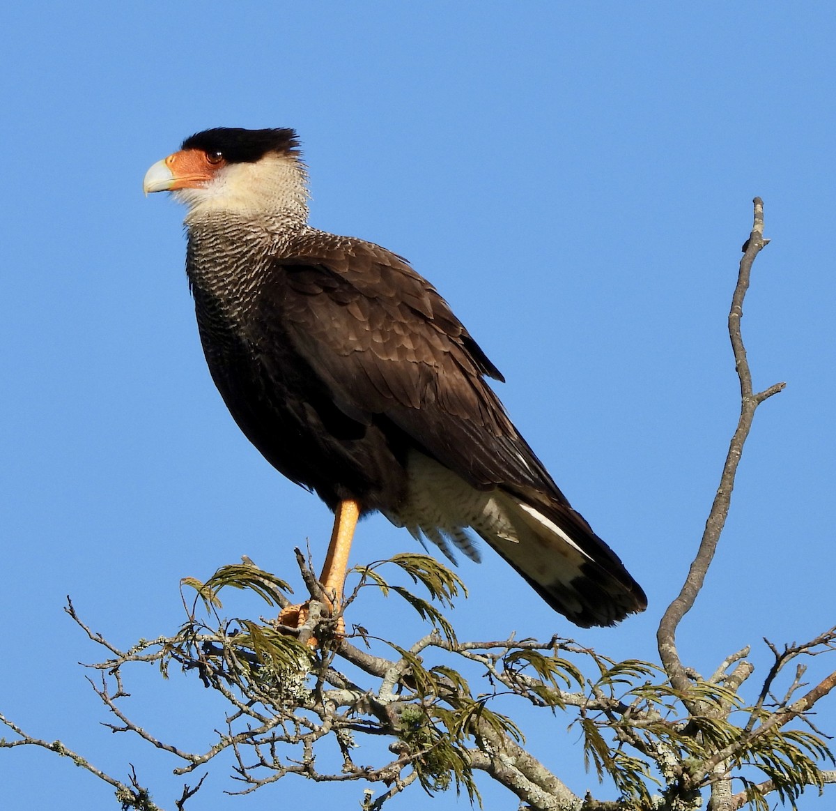 Crested Caracara - ML638404595