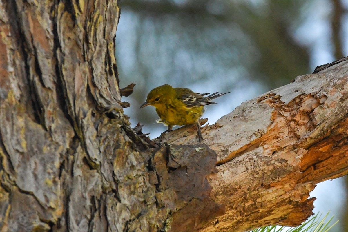 Pine Warbler - ML638404596