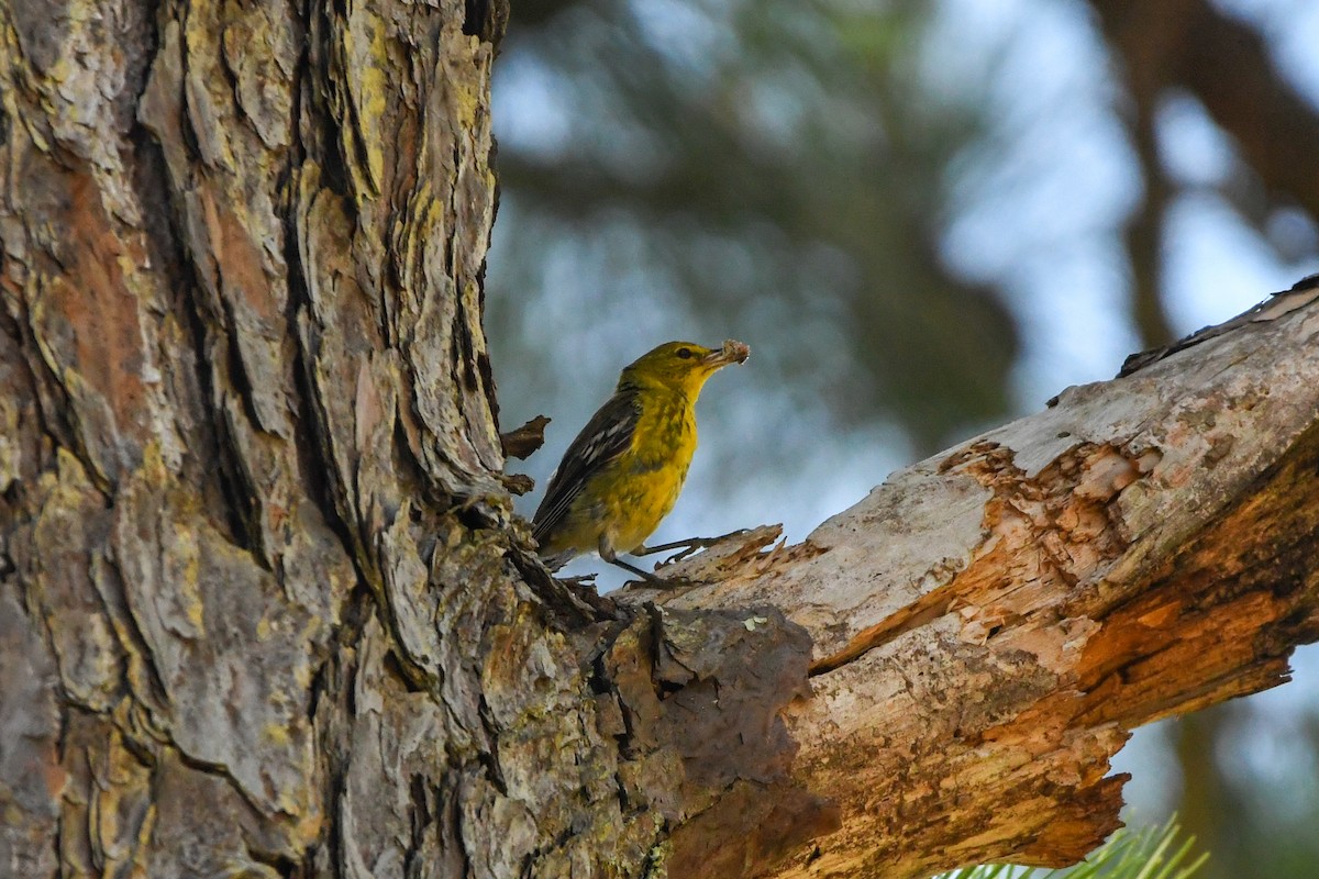 Pine Warbler - ML638404597