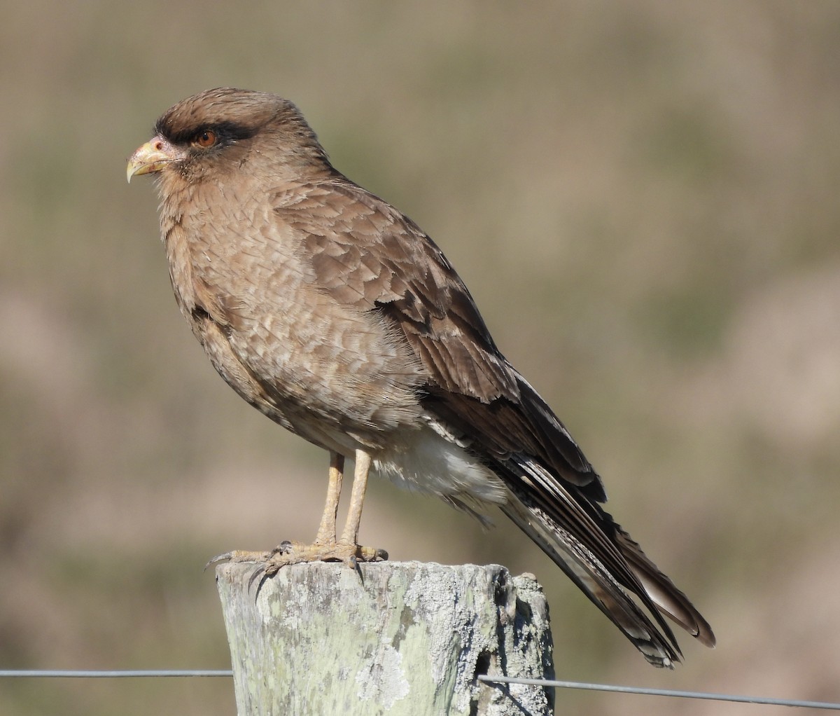 Chimango Caracara - ML638404608