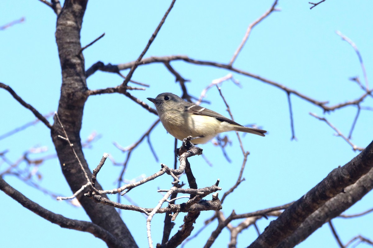 Hutton's Vireo - ML638404626